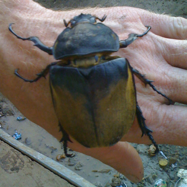 Large Beatle